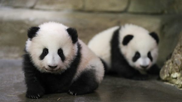 Baby panda's 