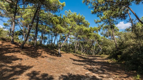 Bosque estatal de Olonne en Vendée