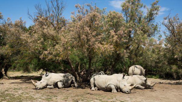 Witte neushoorn rustend in het safaripark Sigean