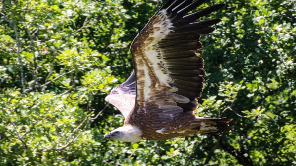 A vulture from Rocher des Aigles