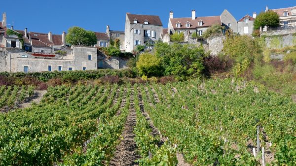 - The vineyards of Vézelay
