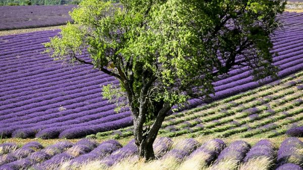 Lavendelvelden in de Provence