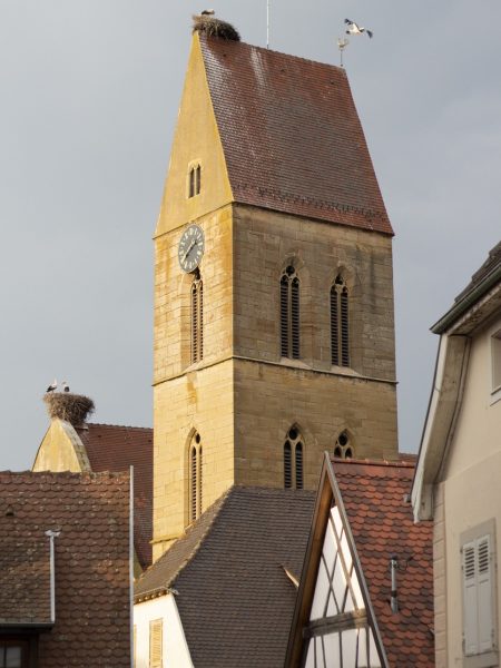 Le clocher à bâtière surmonté d'un nid de cigognes de l'église Saints-Pierre-et-Paul