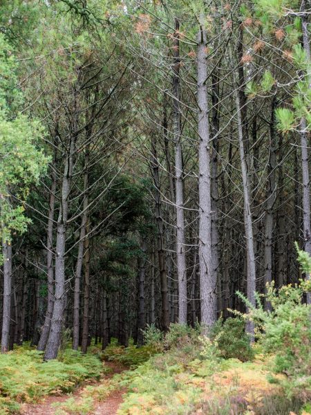 Sentier dans la forêt des Landes