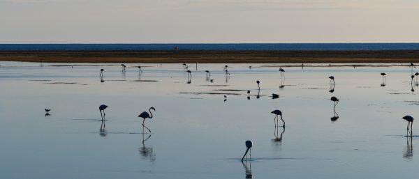Flamingos in den Lagunen um Leucate-La Franqui
