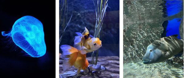 Sealife