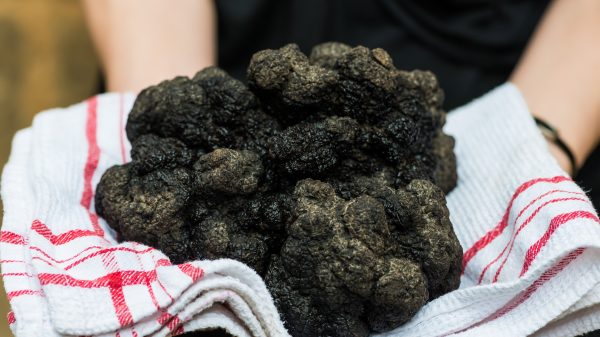 The black Perigord truffle