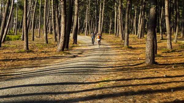 Cycle path in the Landes forest