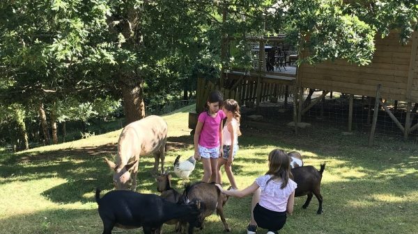 La mini-ferme du camping ravira les enfants