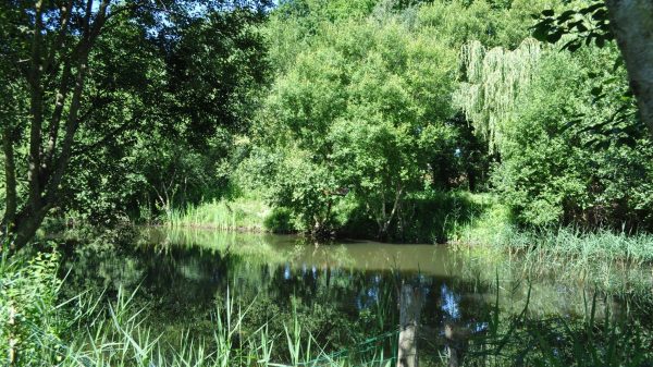 Ein Campingplatz am Ufer eines Teiches, mitten in der wilden Natur