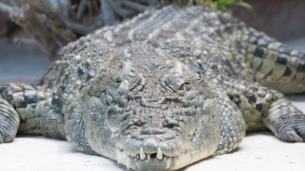 Nile Crocodile - Palmyra Zoo