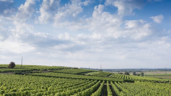Wijngaarden in het Loiredal