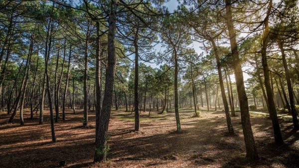 Pinède près de Lacanau, Médoc Atlantique