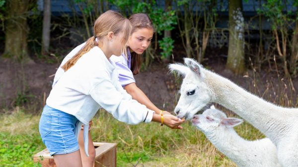 Découvrez les alpagas de la mini-ferme du camping
