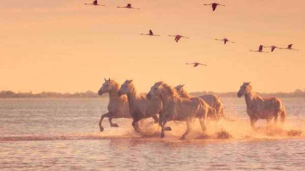 The Camargue, free-roaming horses and pink flamingos 