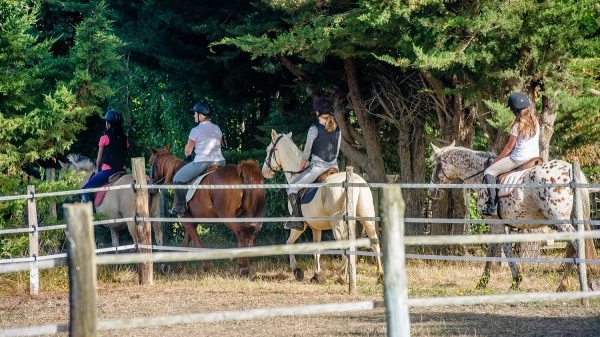Nutzen Sie den Reitstall des Campingplatzes für Ausritte