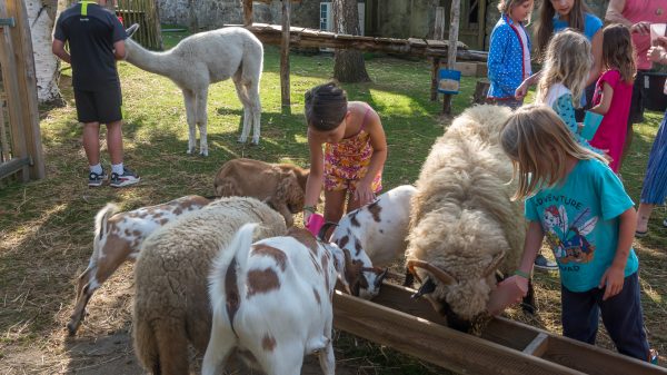 Nourrir les animaux de la mini-ferme