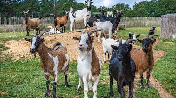 Discover the campsite's mini farm...