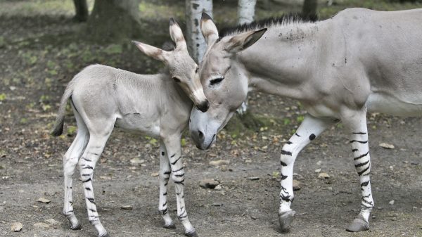 Bébé âne de Somalie
