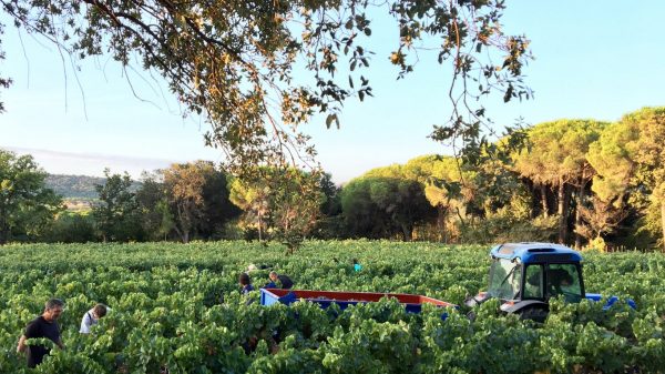 Vendanges à Ramatuelle