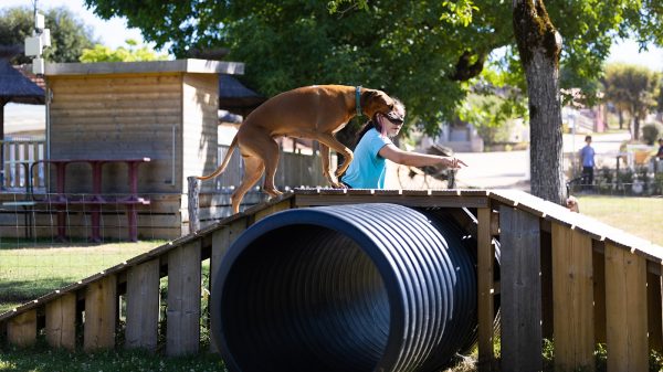 Dog agility course at the campsite