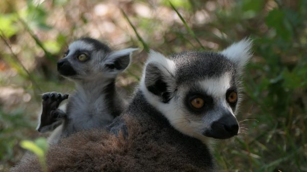 Lemur and her baby, at the Auvergne Animal Park