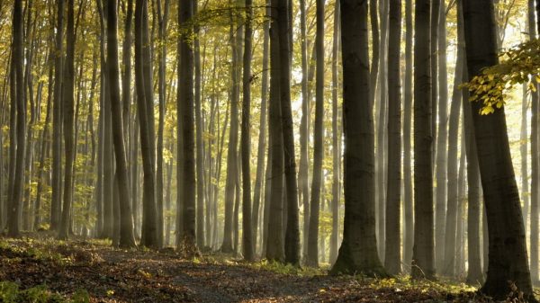 Maak een wandeling in het prachtige bos van Lyons