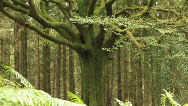 In het hart van het bos van Brocéliande praat men met de bomen