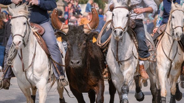 Bandido et abrivado à Arles, en Camargue