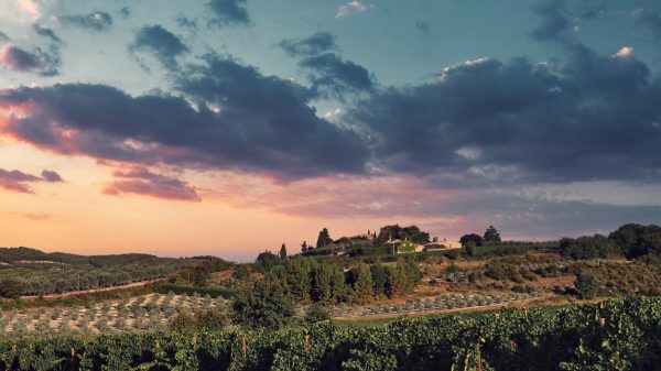 Paysages de Provence dans les Alpilles, entre oliviers et vignes