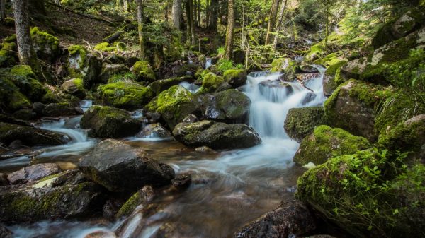 Cascade dans la forêt vosgienne