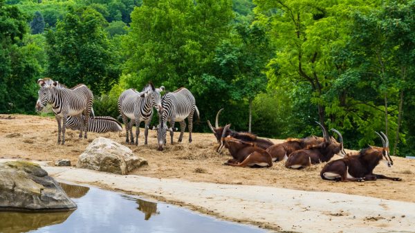 Zèbres et gazelles dans le zoo de Beauval