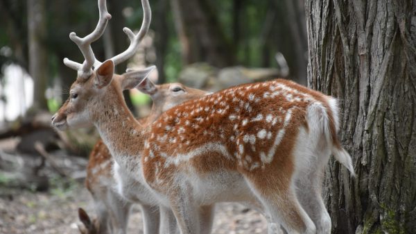 Il n'est pas rare d'apercevoir des biches ou cerfs dans les forêts de l'Essonne alors chut... pas un bruit !