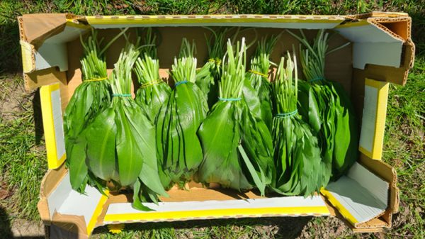 Récolte sauvage d’ail des ours (Allium ursinum) au printemps dans la vallée de Chevreuse