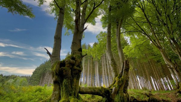 Beech trees in the Bourbonnaise mountains