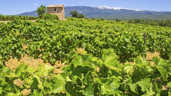 Uitzicht op de wijngaarden van de Côte de Rhône en de Mont Ventoux in de verte