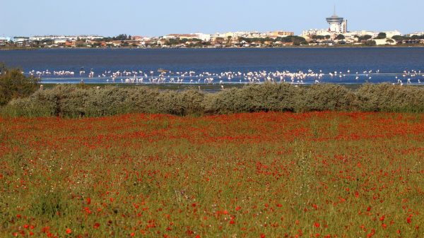 Vijver, klaprozen en flamingo's in de buurt van Palavas