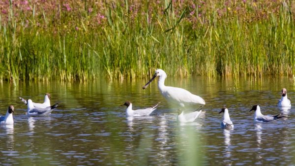 Parque ornitológico de Marquenterre en la bahía de Somme