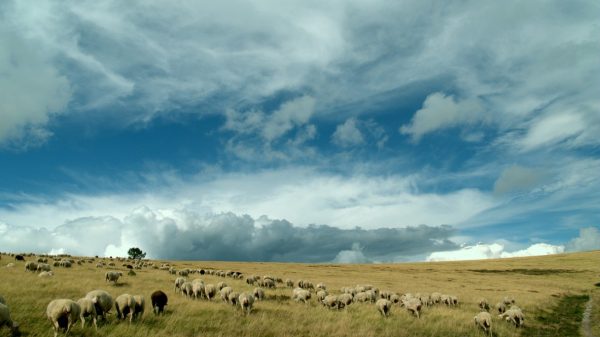  Sheep on Mont Lozère