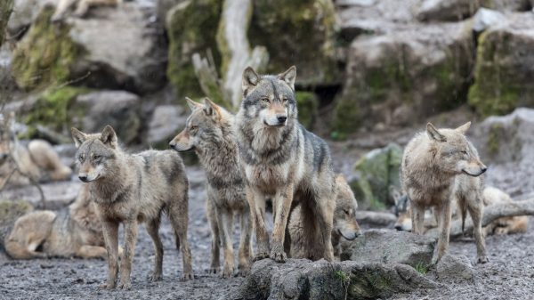 Group of wolves in the Gévaudan Wolf Park