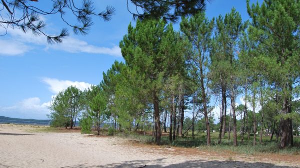 Het dennenbos van het meer van Lacanau 
