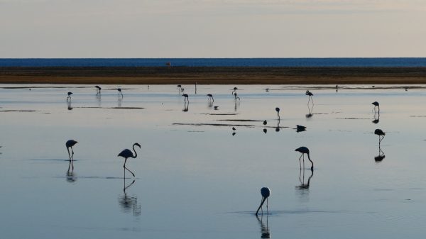 Flamants roses dans les lagunes autour de Leucate‑La Franqui