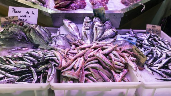Frischer Fisch auf dem Markt: Der Fischfang ist lokal!