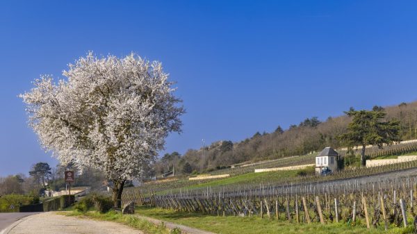 Route des Grands Crus