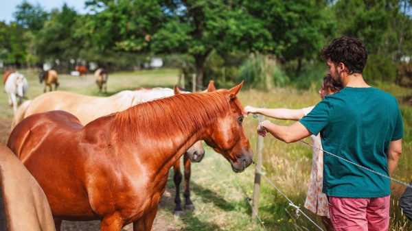 Les chevaux du centre équestre