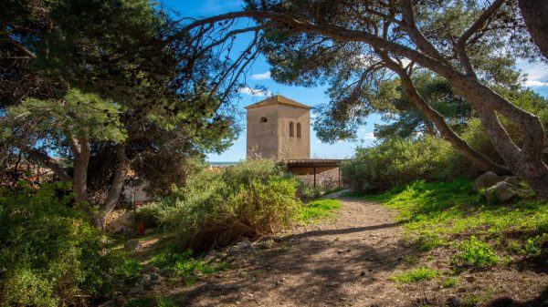 Uitzicht op de klokkentoren van de Notre-Dame-kerk door de pijnbomen heen