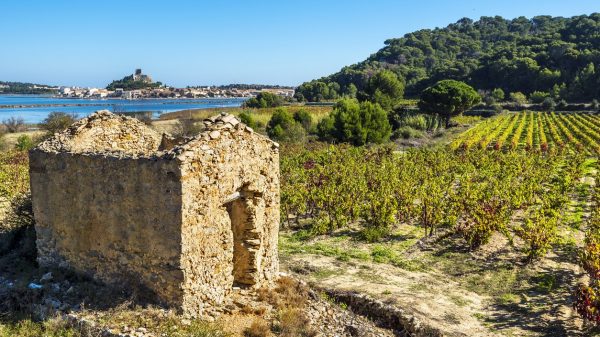 Uitzicht op de wijngaarden waar de AOC-wijn van Gruissan vandaan komt