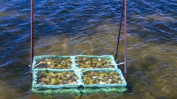 Oesters die groeien in de zoute vijvers van Gruissan
