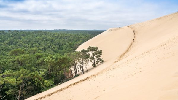 View from the top of the dune on the forest side 