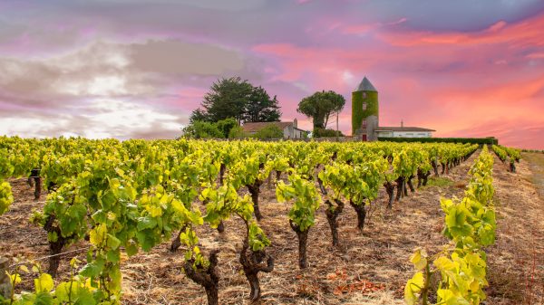 Monnières, viñedo de Nantes en primavera